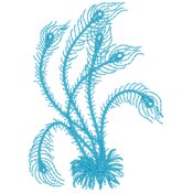 Feathers