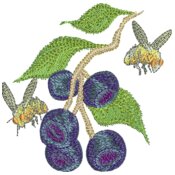 Fruit